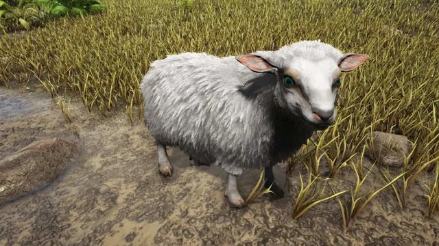 Ark : Fjordur - Emplacements du mouton cru