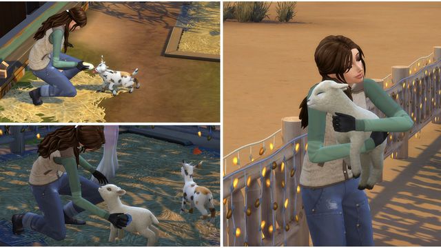 Les Sims 4: Vie au Ranch - Comment obtenir des agneaux et des chevreaux