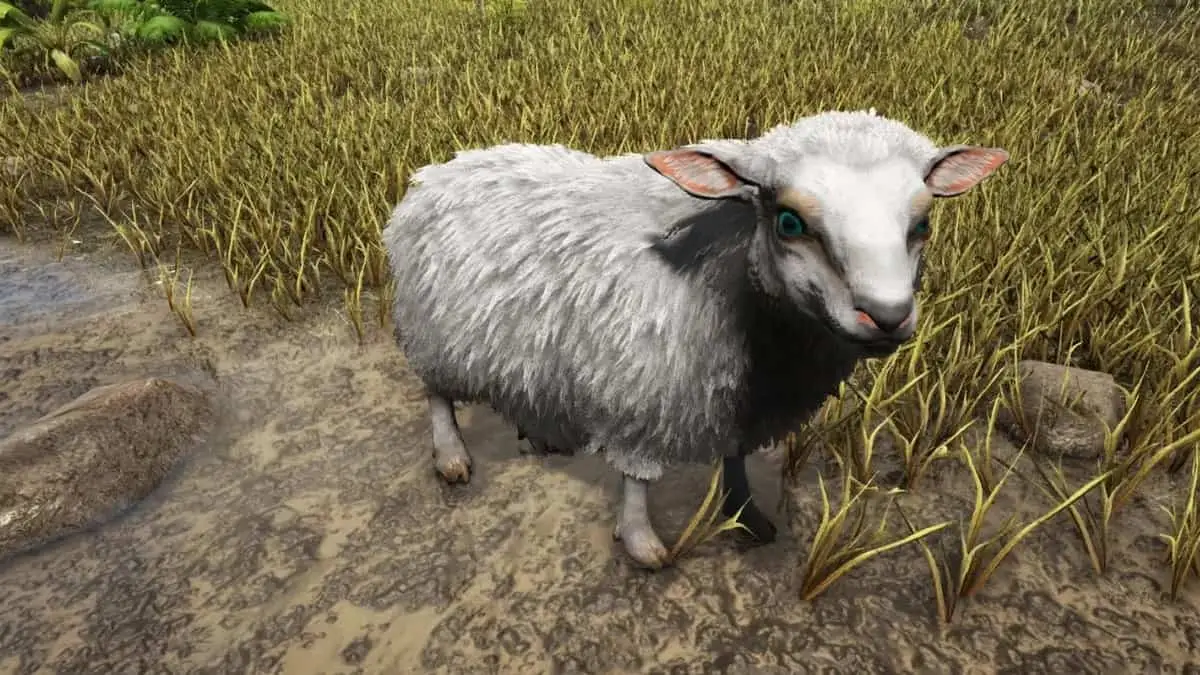 Ark : Fjordur - Emplacements du mouton cru